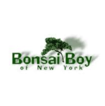 Bonsai Boy of New York