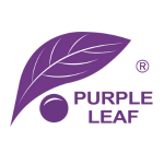 Purple Leaf