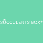Succulents Box